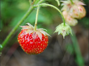 red strawberry closeup photography